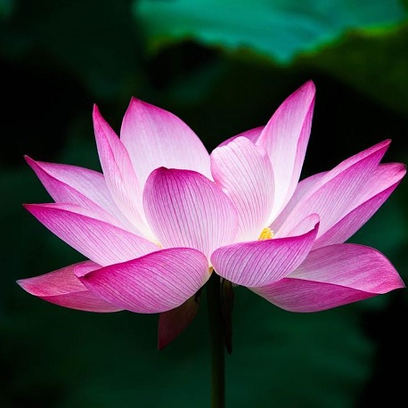 fleur de lotus sacré